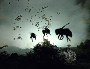 vanishing_of_the_bees