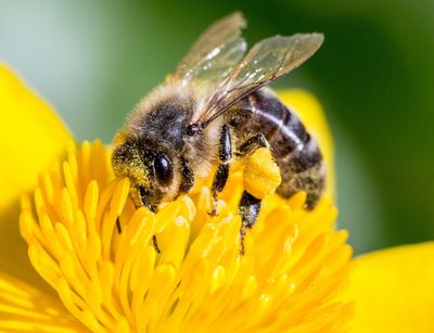 pollinating bee